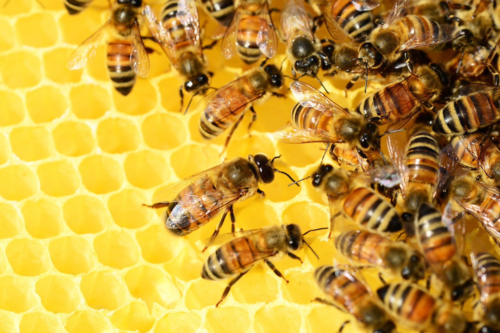 Bienen auf Wabe