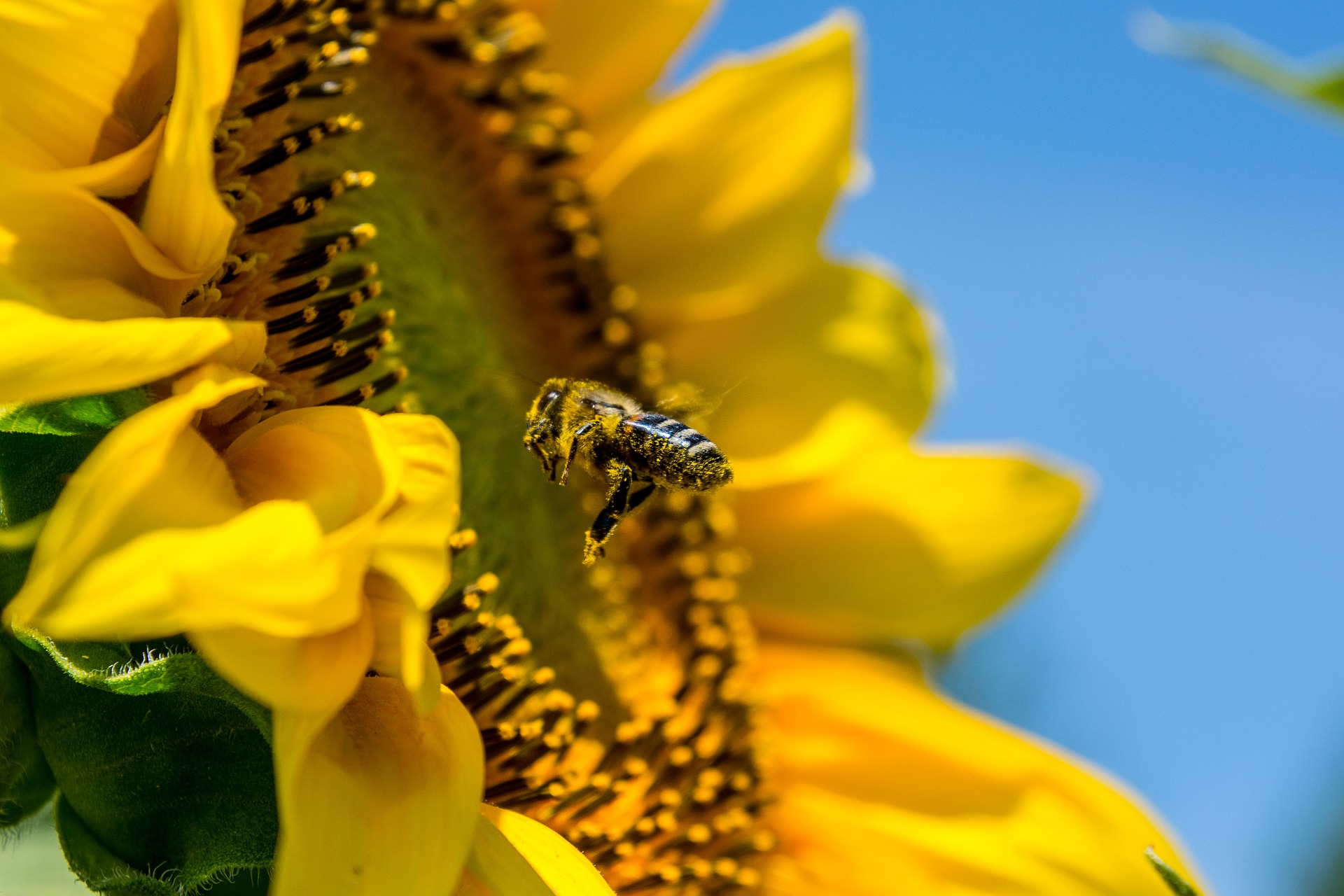 Sonnenblume