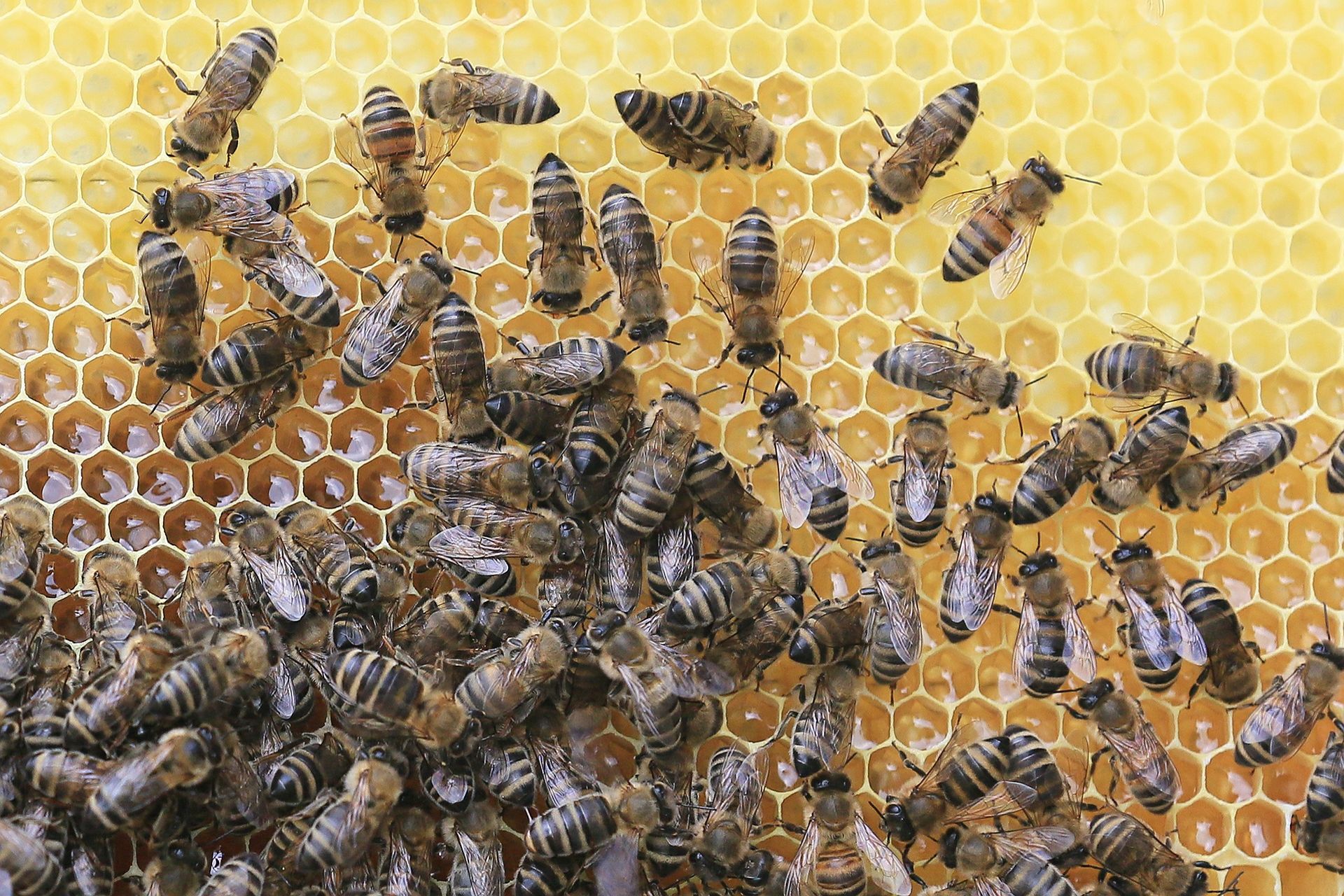 Bienenvolk