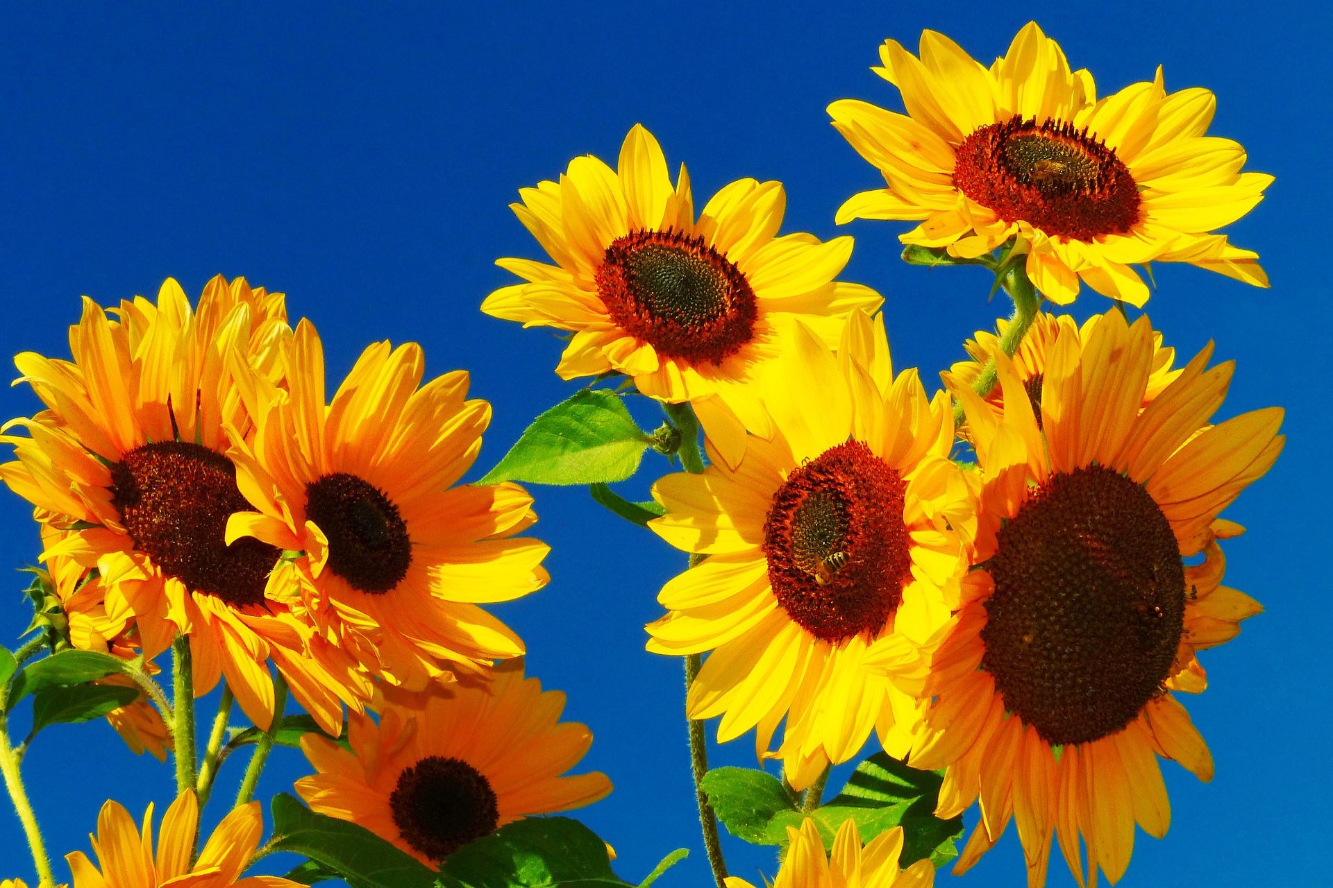 Sonnenblumenfeld