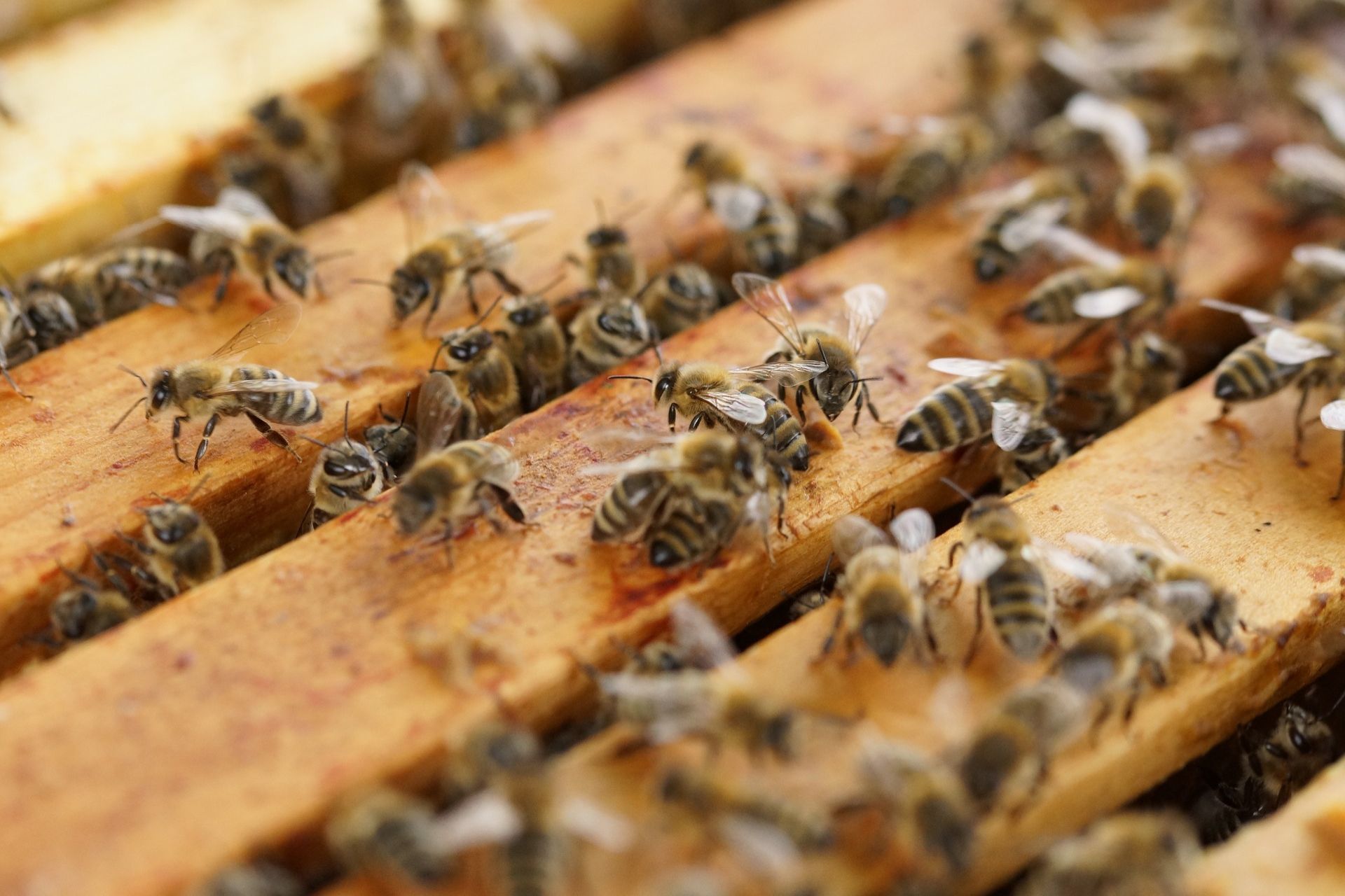 Bienen auf Rähmchen