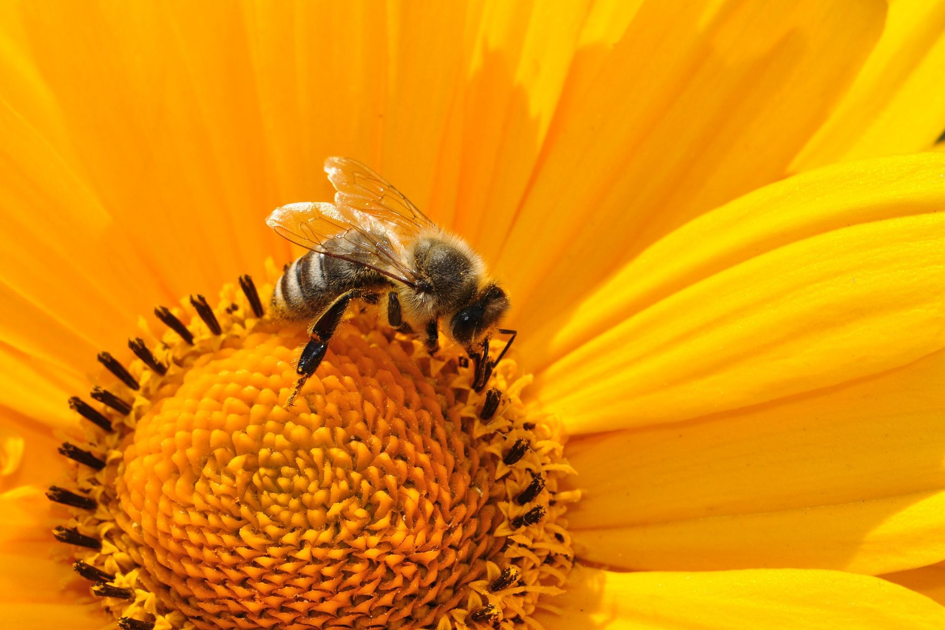 Biene auf Blüte