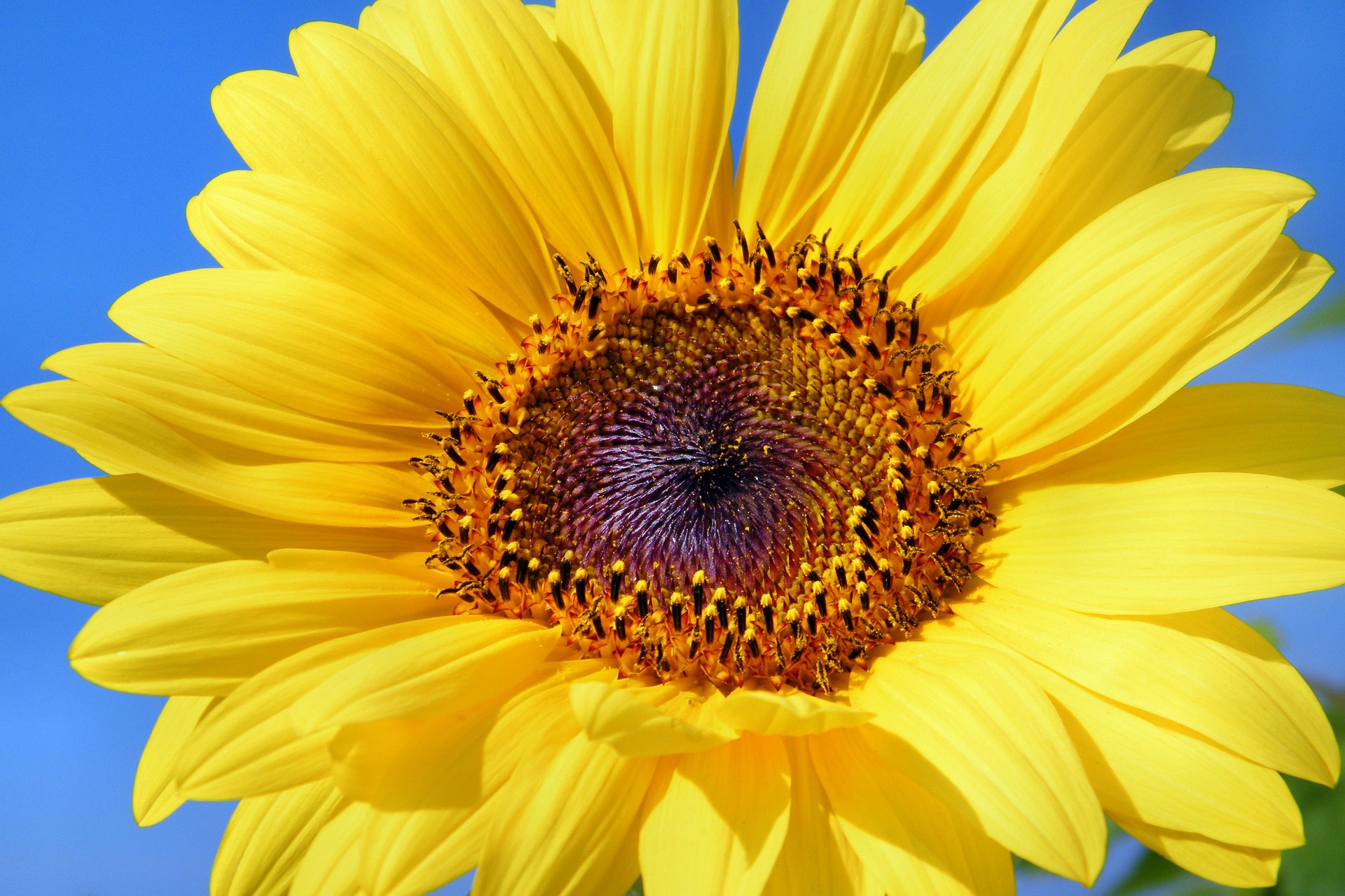 Cremehonig Sonnenblume